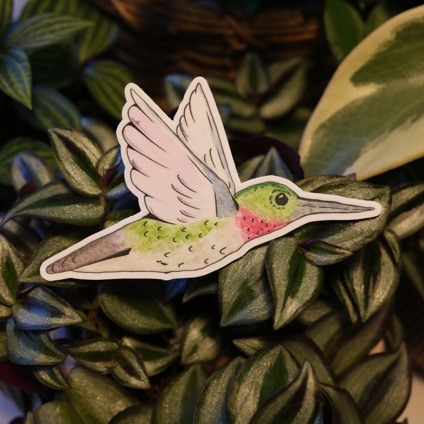 Hummingbird Sticker