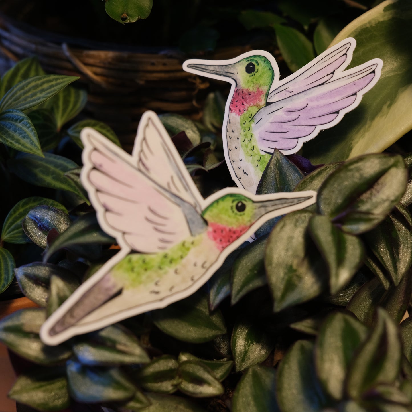 Hummingbird Sticker