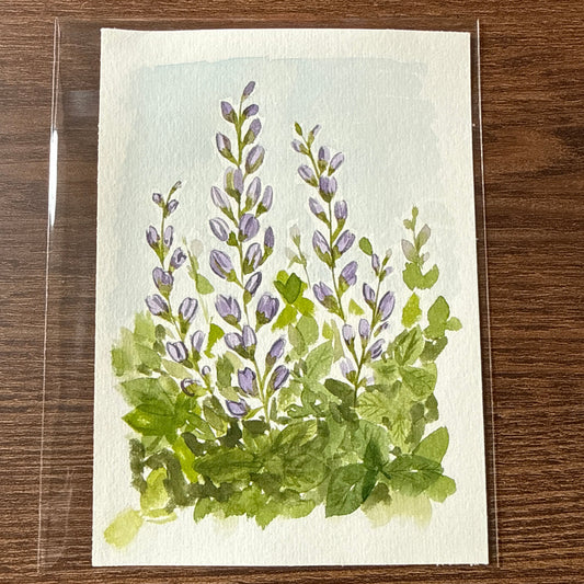 False Indigo
